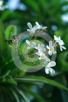 Plumeria Flower in Dubai photo